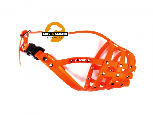 Colori Pitbull Terrier 1 Orange