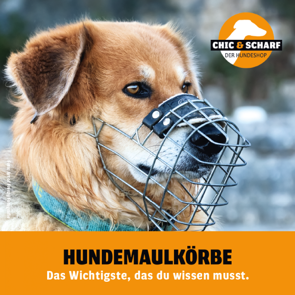 Infoflyer Hundemaulkörbe